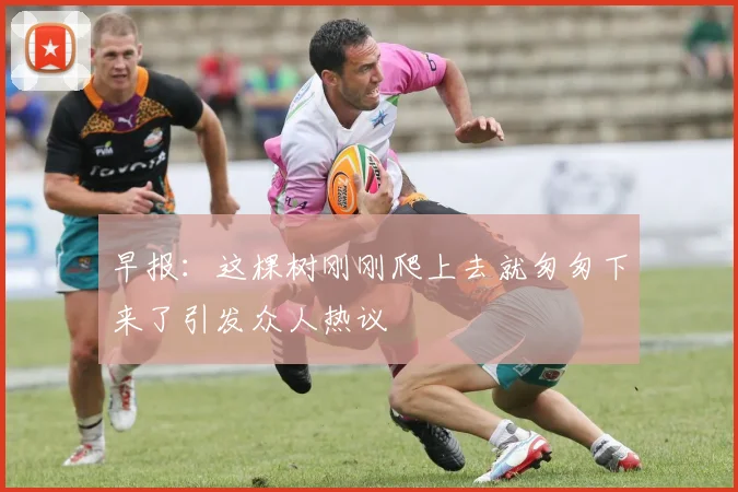 早报：这棵树刚刚爬上去就匆匆下来了引发众人热议